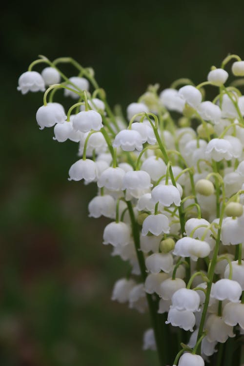 lily of the valley