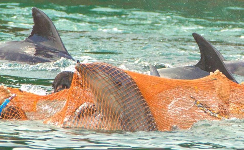 捕撈海豚的殘忍真相
