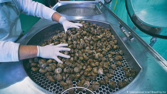 意大利養殖商研發「人道」蝸牛黏液萃取方式