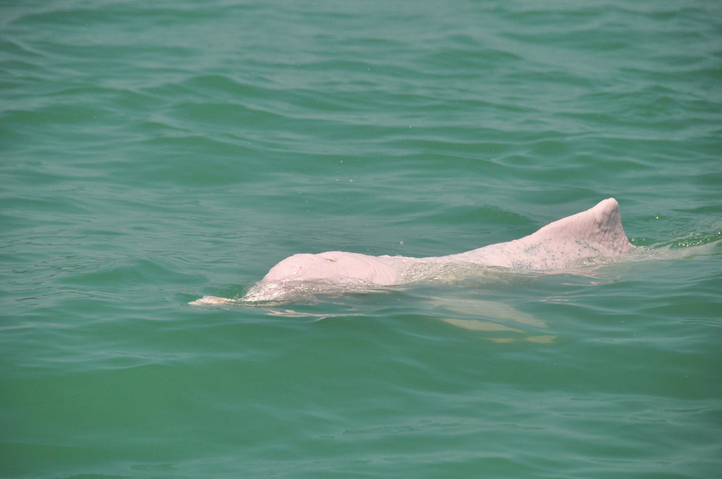 中華白海豚重回香港水域