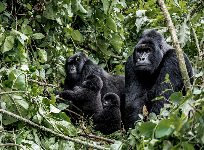 改篇紀錄片《維龍加》盼大眾關注山地大猩猩