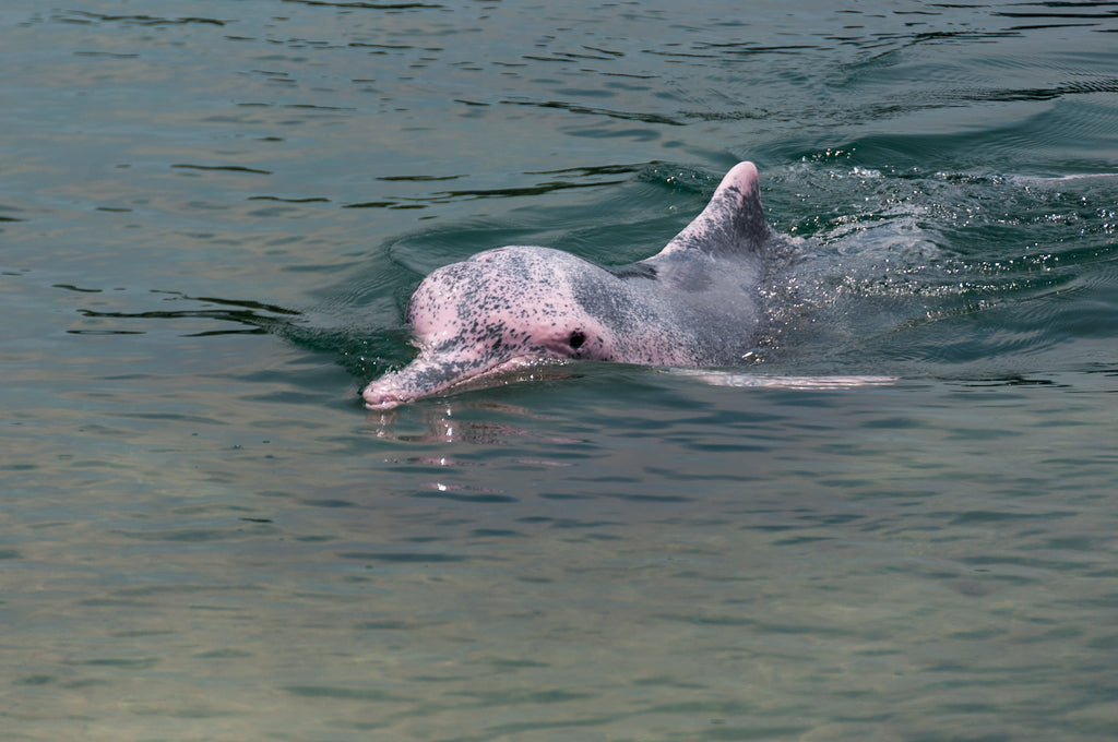 中華白海豚重回香港水域