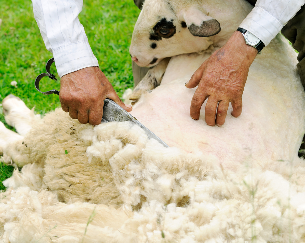 sheep shearing