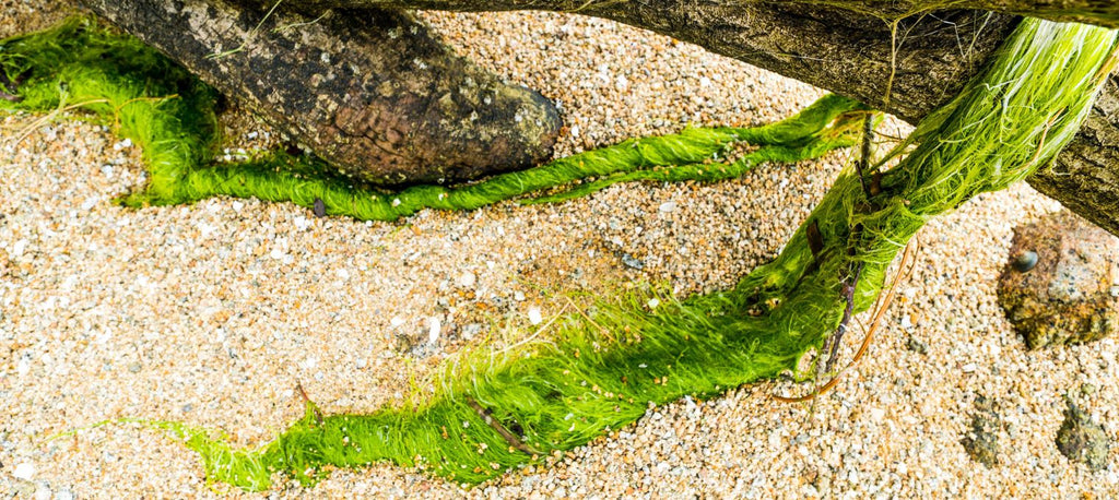 Ocean Seaweed Superfood  Fun Facts About Seaweed