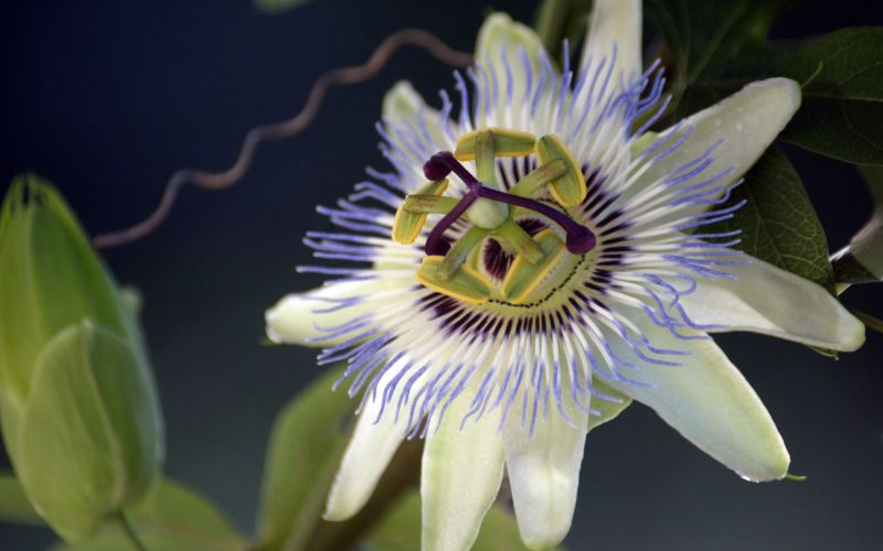 passion flower bloom showing white petals with purple insides