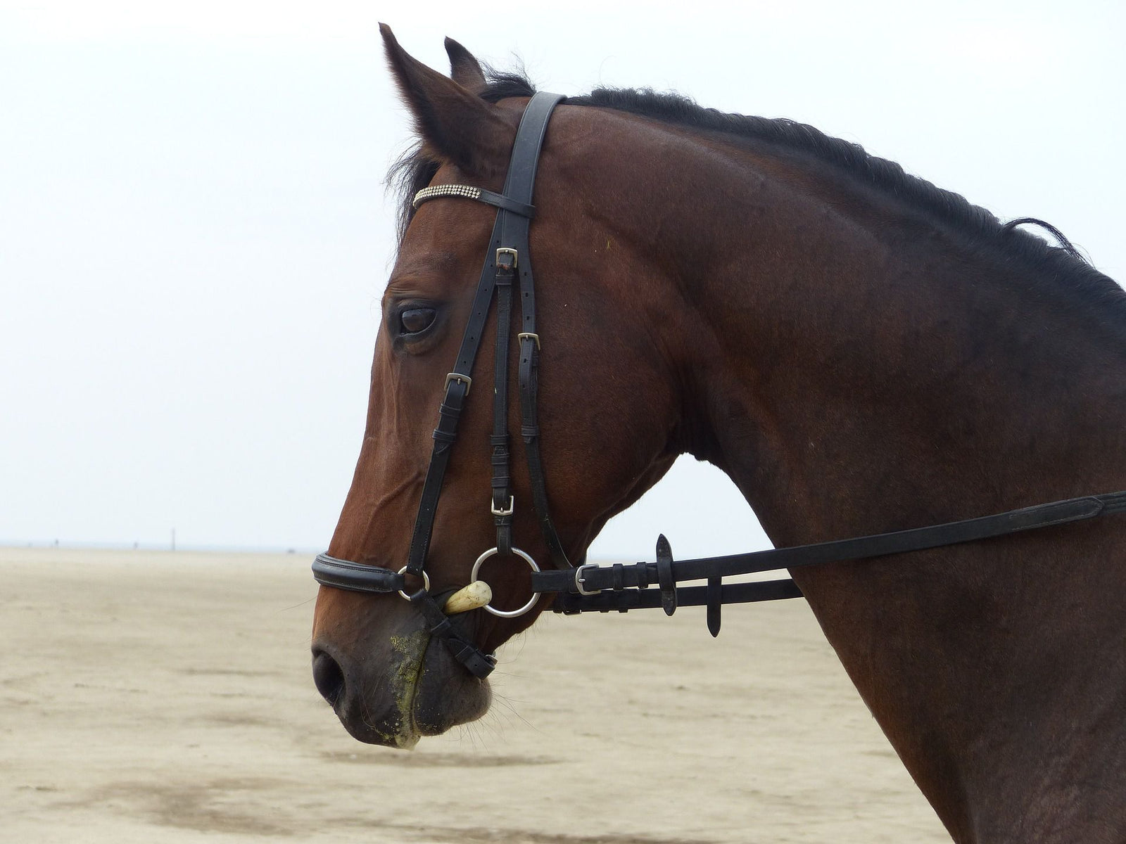 Know Everything About Horse Bridles Bridles Reins