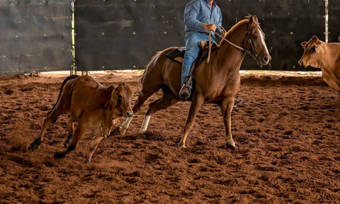 Rider Cutting cattle with its horse - Cutting Discipline