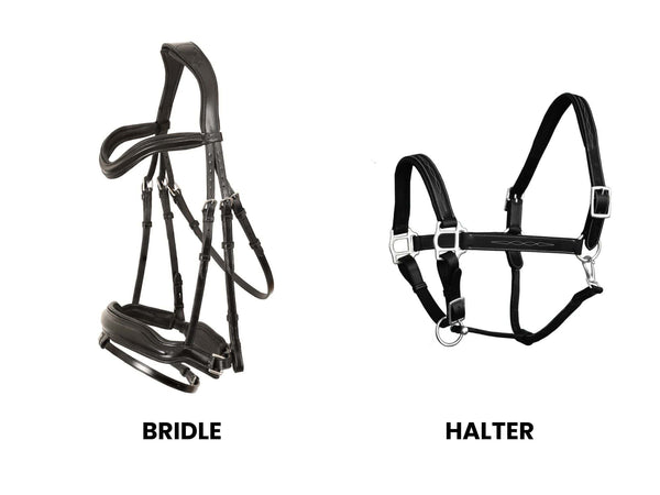 Bridle vs. halter