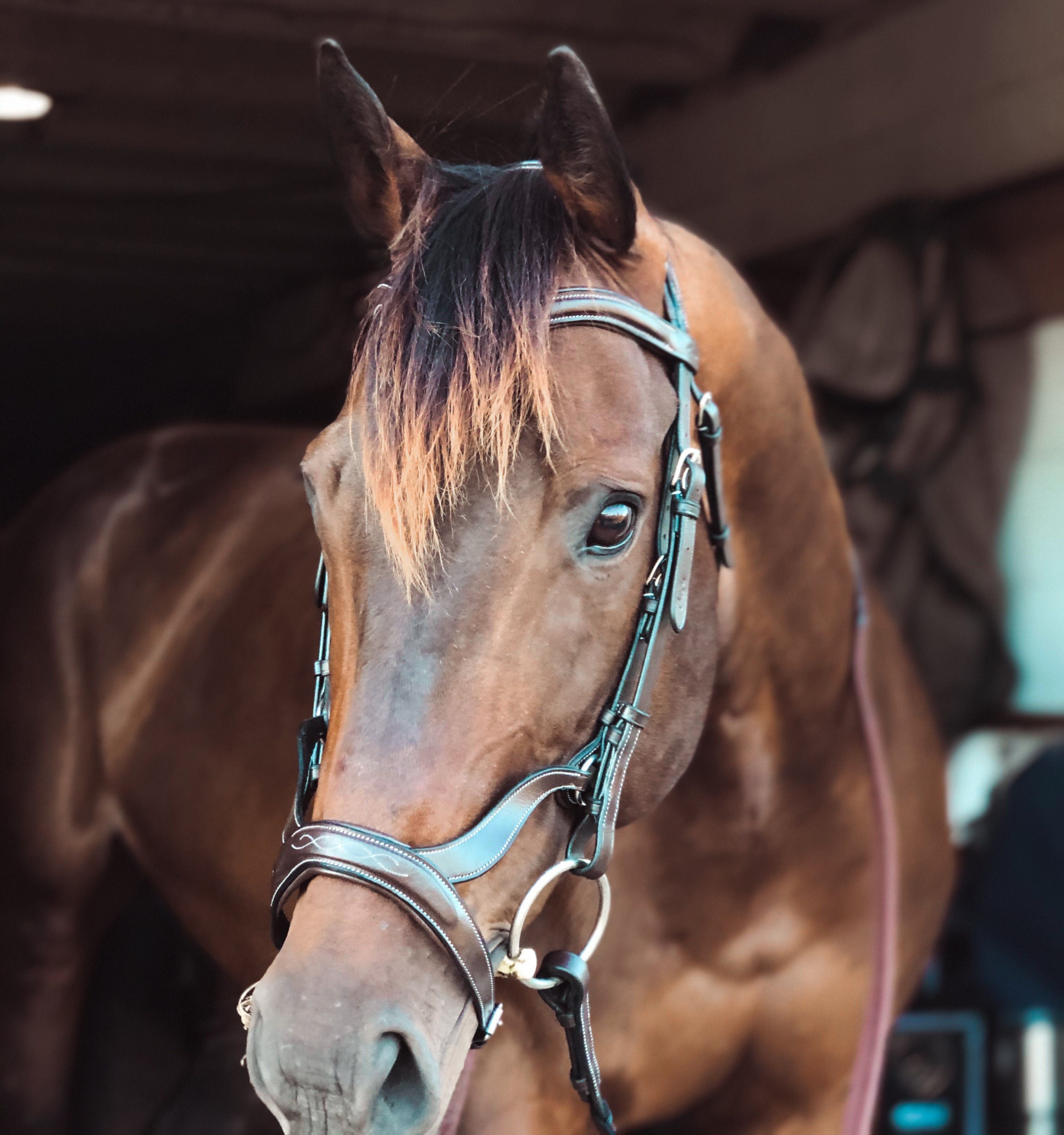 Replacement Noseband of ExionPro Padded Innovative Combined Flash Unique Cut Anatomical Bridle-Nosebands-Bridles & Reins