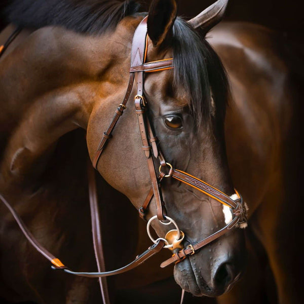 Figure 8 Bridle, Eventing Bridle