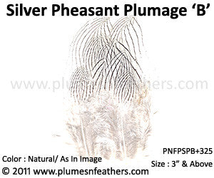 Silver Pheasant Plumage 3" Up ‘B’ 25Pcs Pack