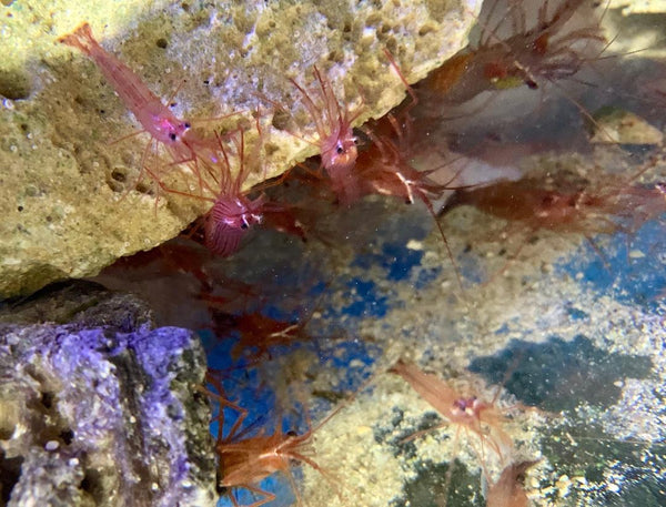 will peppermint shrimp eat anemones