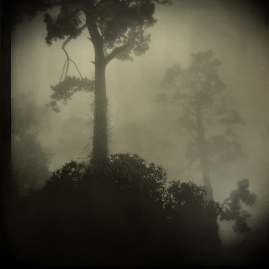 Del Monte Forest Pinhole by Eduardo Fujii