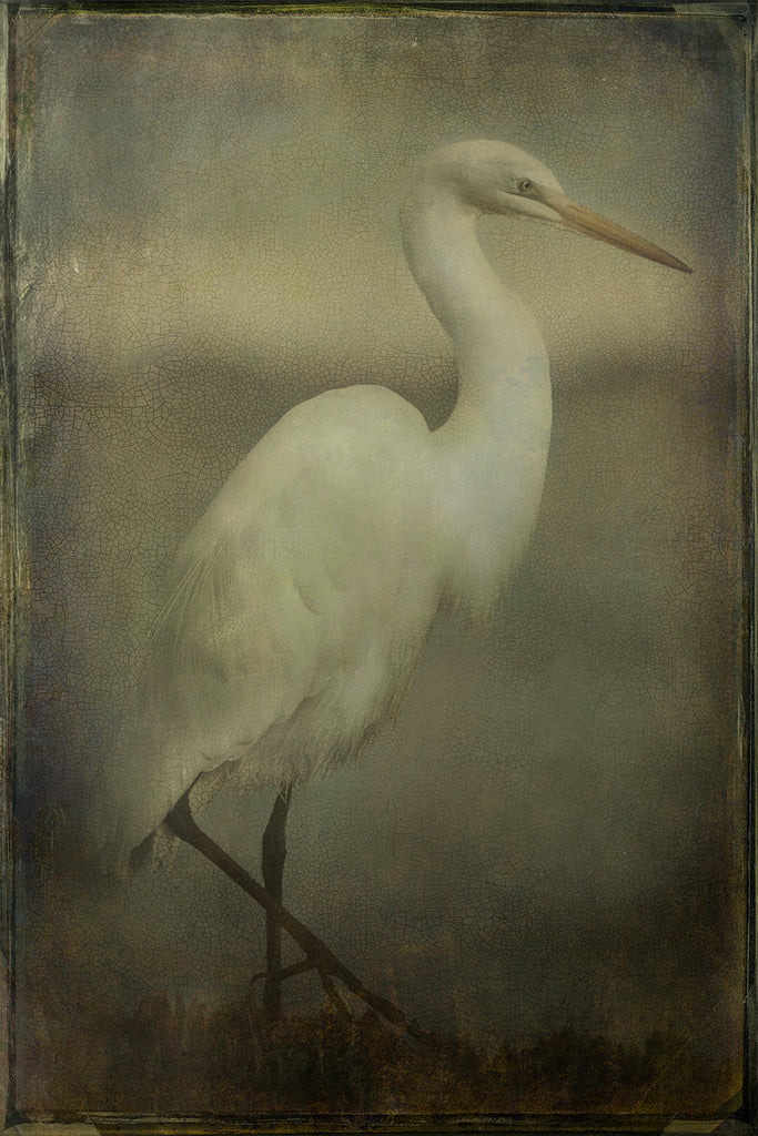 Feathered Portrait n.1 Honorable Mention at 10th Annual International Color Awards