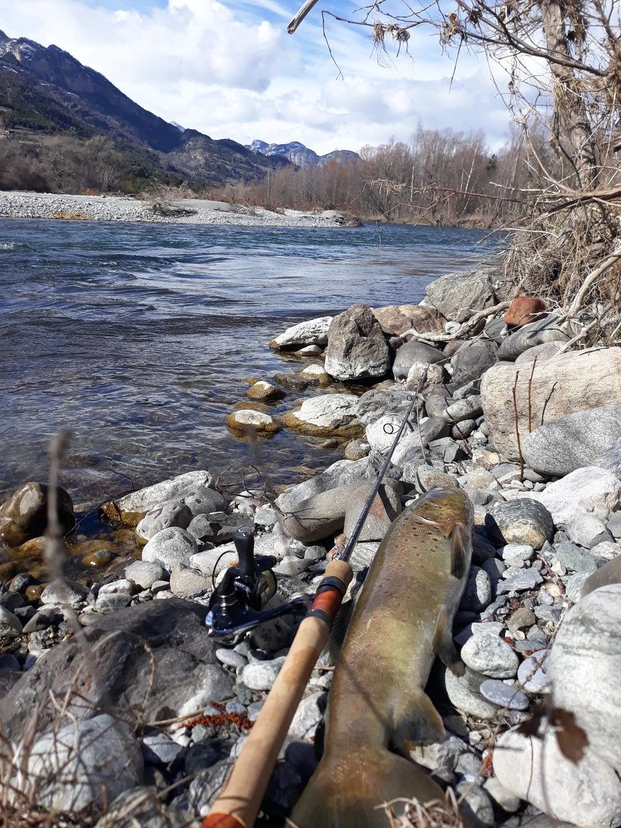 French trout spécimen from alpes montains catch with my new tenryu spectra rod