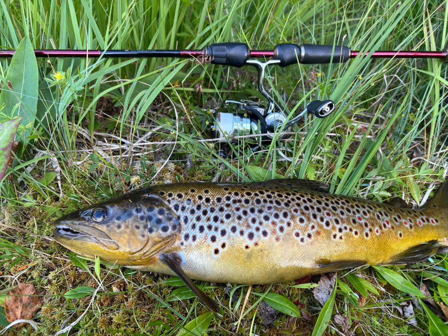 After just a few casts I got a revealing heavy splash where the lure landed "in the middle of the fjord". Two more casts and I was about to change the lure, when I got a heavy pull. Up with the rod and the brake started to howl. I have switched to Berkley Forward which is ultra thin (PE 0.5) and FC fortom of 0.17mm. The net that is always with me, was also at home. After a lot of excitement, with an incredibly strong fish that wanted anything but to come in. But finally it was on land. 