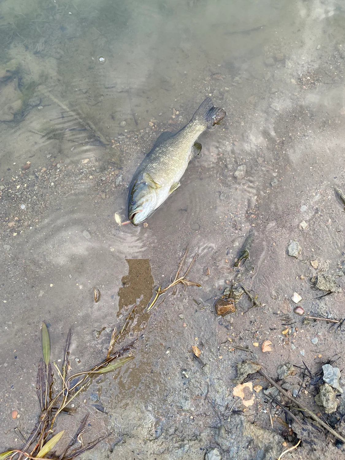 Was striking a lot of smaller bass when this possible meanmouth took the lure. Much heavier than comparable length rainbows Ive caught.