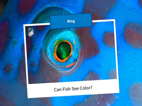 Can Fish See Color? Unhooking the Mystery for Anglers