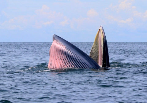Bryde's whale feeding at the ocean surface with its mouth wide open