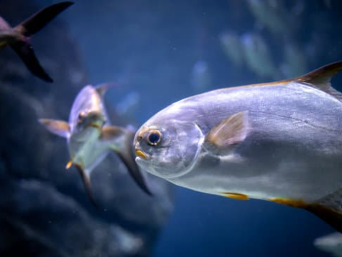 How to catch pompano