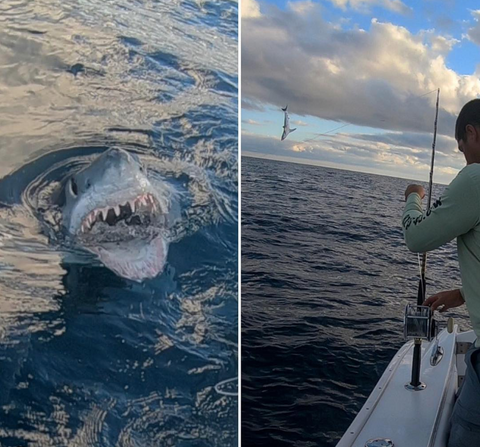 All about Shark Fishing on Florida's Gulf Coast