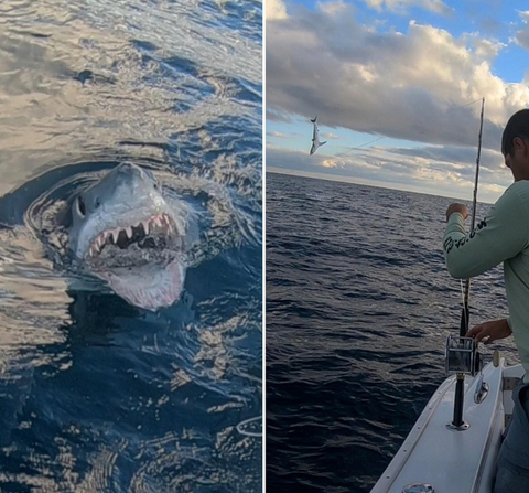 a shark close to the water's surface and a man fishing on a boat, highlighting shark fishing on the Florida coast