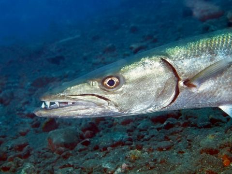 biggest barracuda ever caught