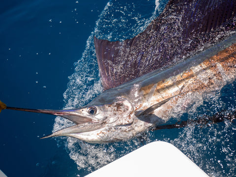 blue marlin fishing florida