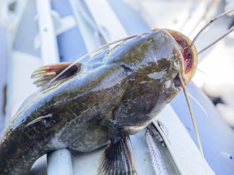 Catfish float rig used on big rivers France, Italy, Spain catfishing