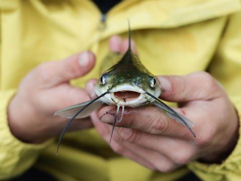 catching a catfish