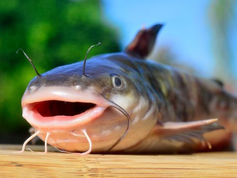 catfish fishing