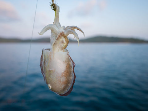  Deep Drop Fishing