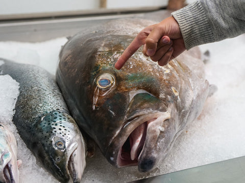 Person pointing at a large fish on ice, preparing to demonstrate how to fillet it.