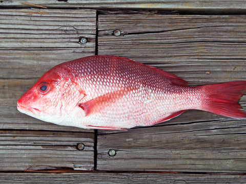 fish of the gulf of mexico