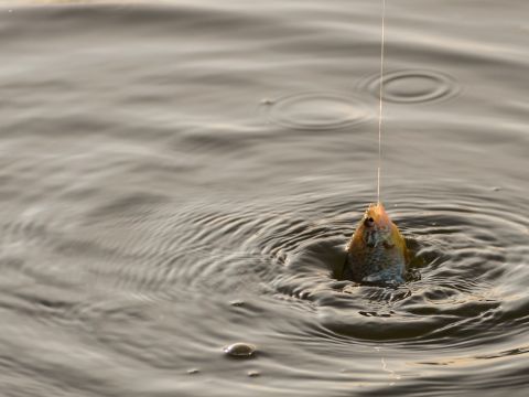 fish swallowed hook