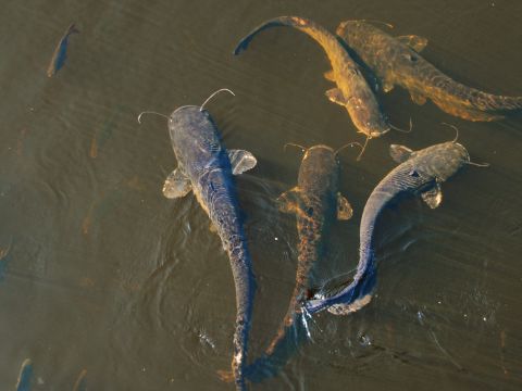 how to fish catfish