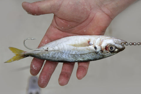 How to Hook Live Bait Like a Pro