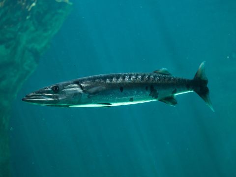 largest barracuda ever caught