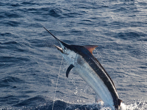 Marlin Fishing in Florida