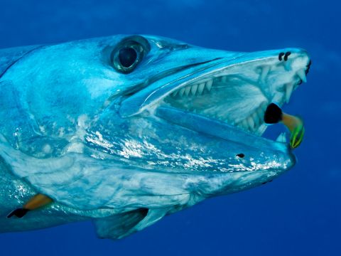 record barracuda