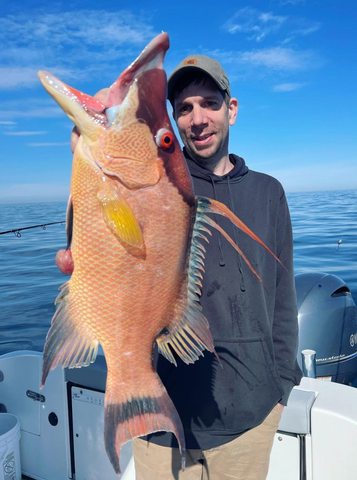 Man on a boat holding a large hogfish, highlighting the importance of following regulations to avoid illegal fishing