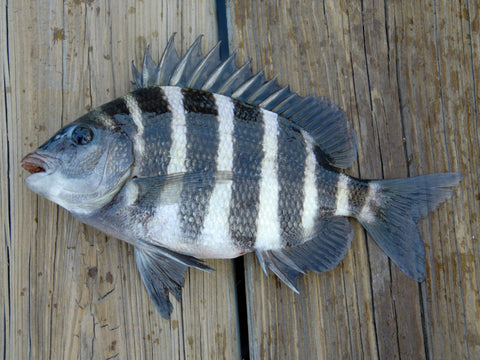 saltwater fish in florida