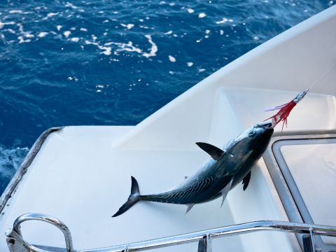 Swallowed Fish Hook Remover in Action 