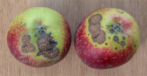Rasbak, Wiki Commons, two crab apples with scab (dark, ringed spots)