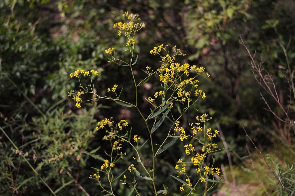 Bupleurum chinensis, Plants of the World, KEW