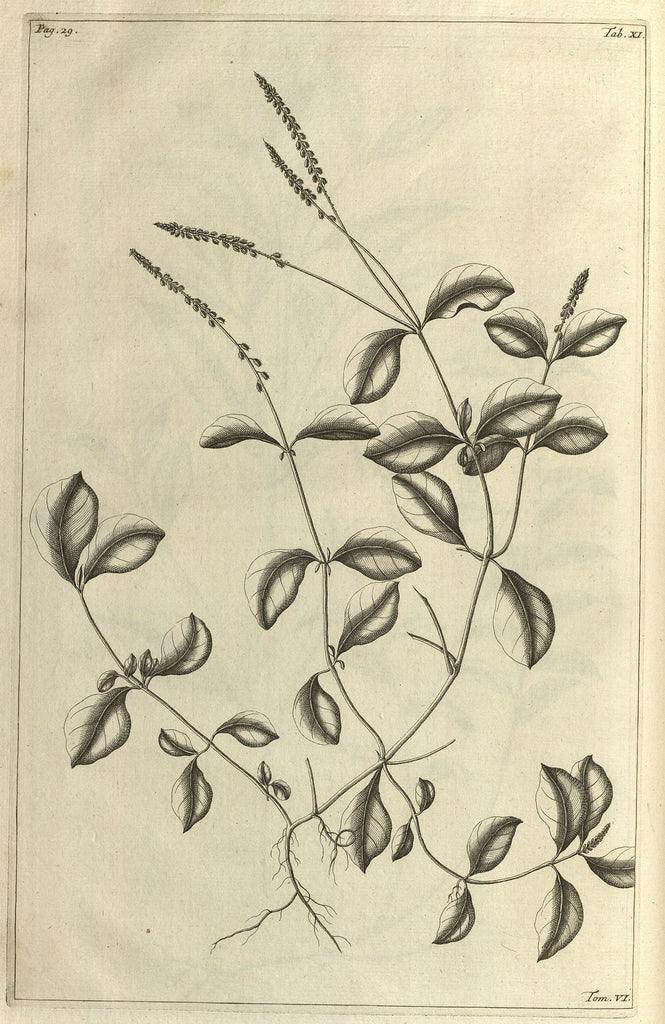 English: "Auris canina I femina" = Cyathula prostrata (L.) Blume Date	1750 Source	 G.E. Rumphius, Herbarium amboinense, vol. 6: p. 26, t. 11 (1750)