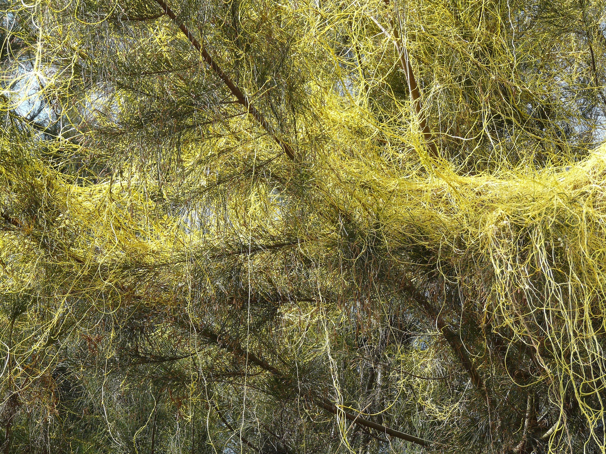 Parasitic Dodder growing on Casuarina by Dinesh Valke from Thane, India