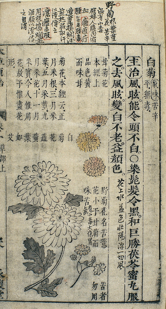 Chrysanthemum, Júhuā, 菊花 materia medica entry from Li Zhongli 1612 publication.