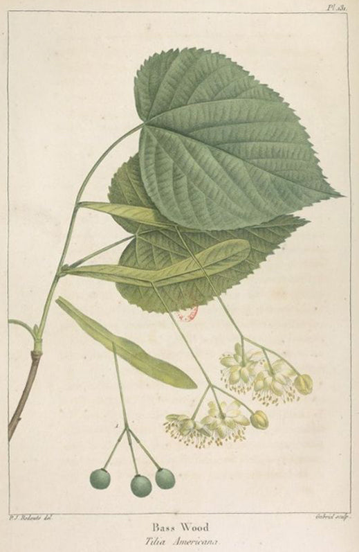 Linden-Botanical-Illustration