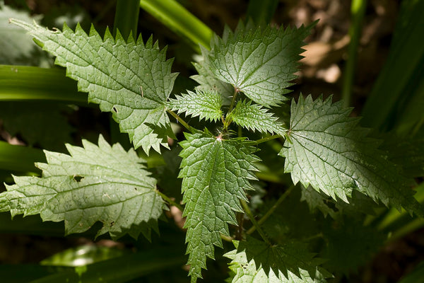 Nettles in the sunlight by photographer Maksym Kozlenko